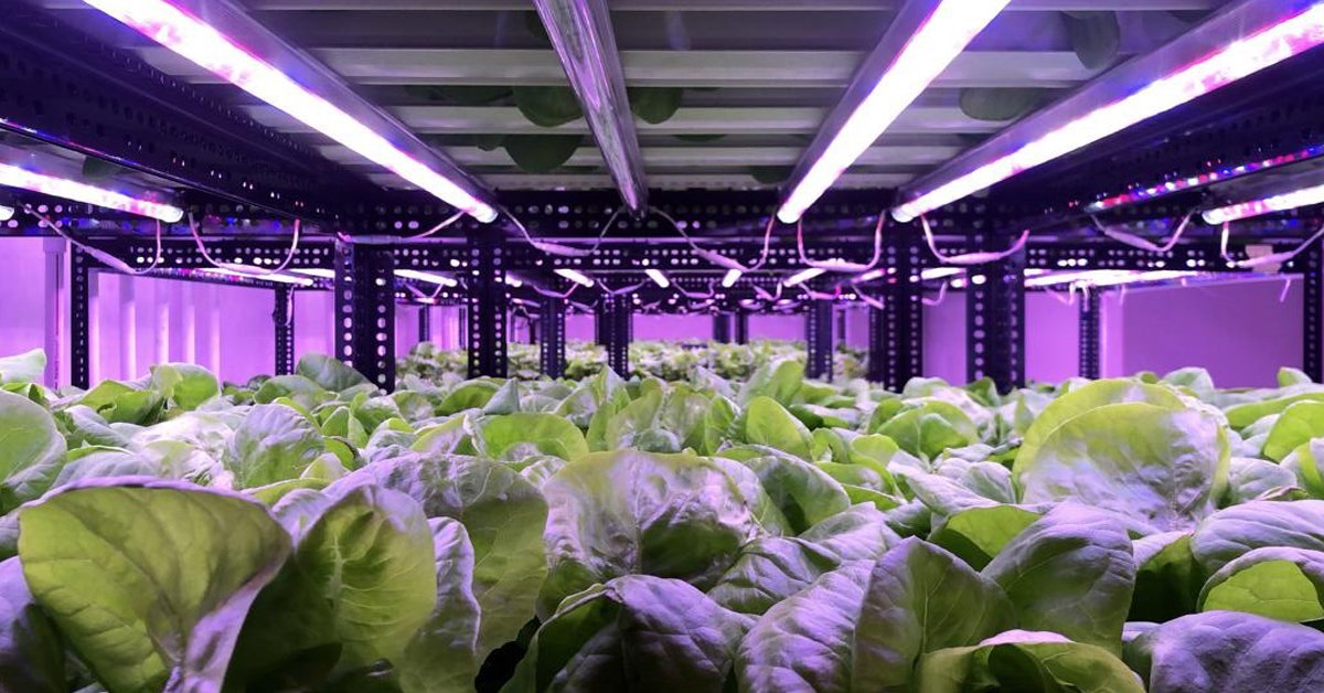 Read more about the article Hydroponic vs. Conventional vs. Organic
